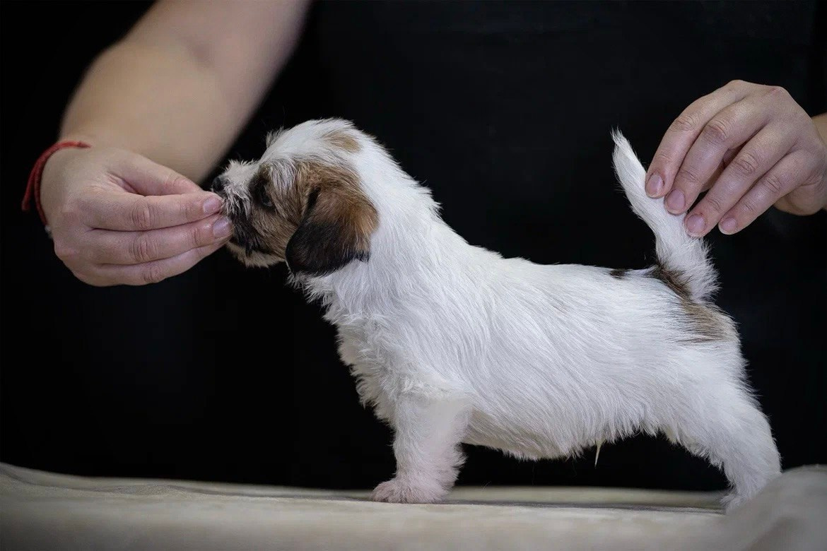 Кобель 2. Lovely-Orange питомник джек рассел терьеров