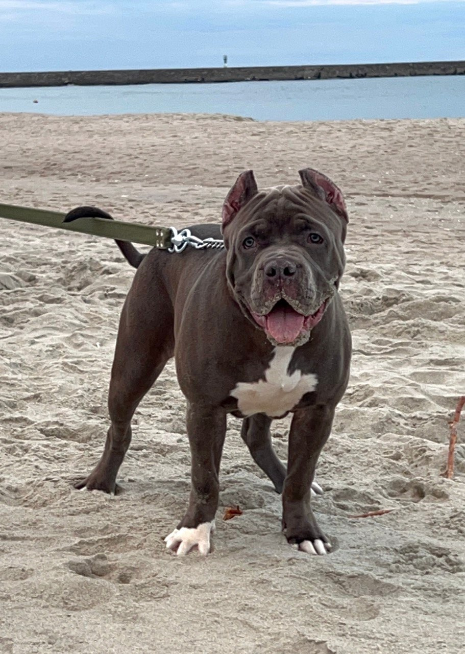 Hunter&Queenie, 13.01.25. Американские булли XL в г. Калининград. Питомник Great Bully UNIVERSE