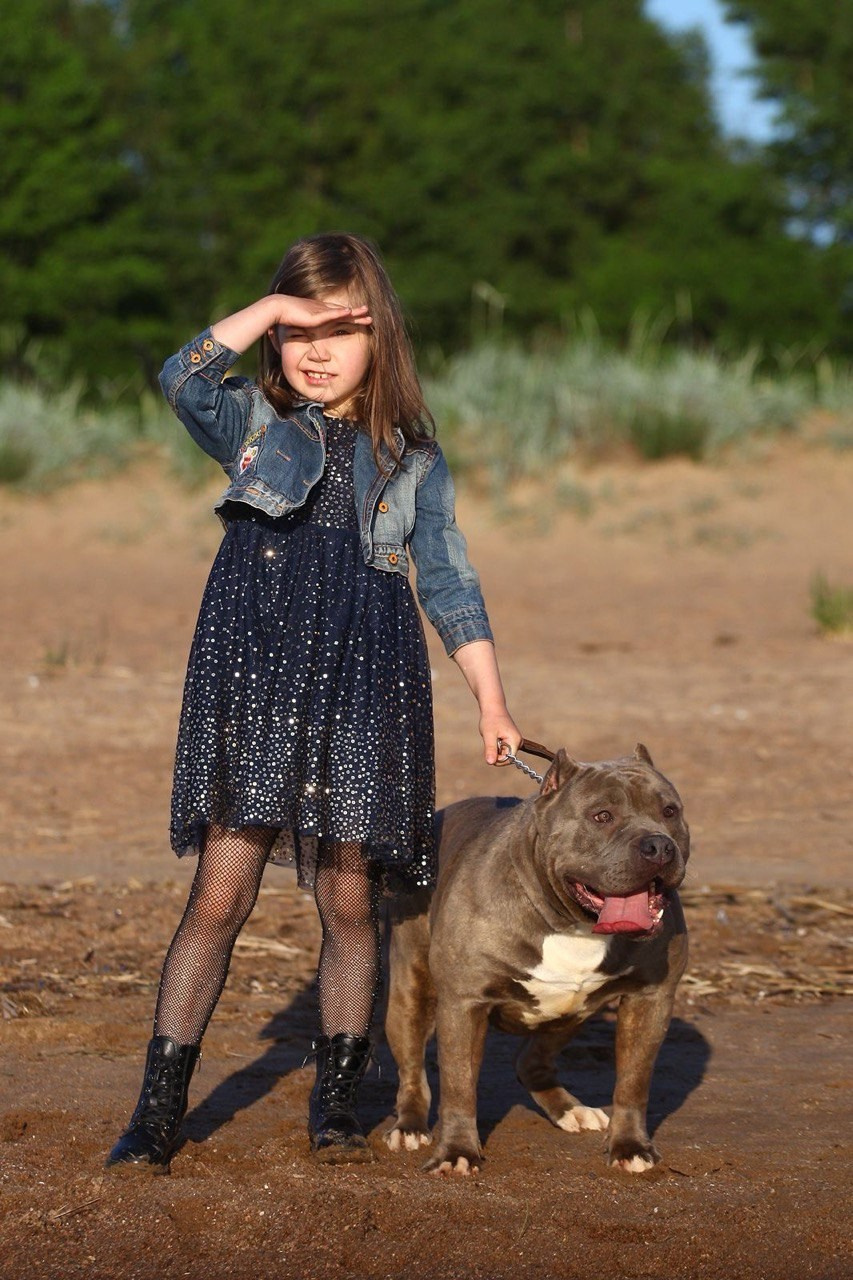 Участие в выставках. Американские булли XL в г. Калининград. Питомник Great Bully UNIVERSE