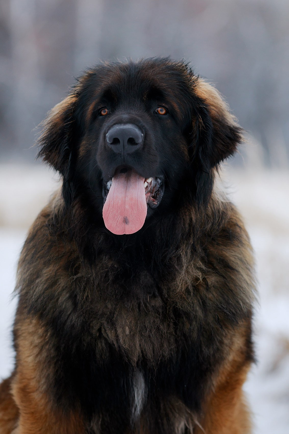Леоненбергеры. Фотограф-анималист Mary Mart — Москва, Питер