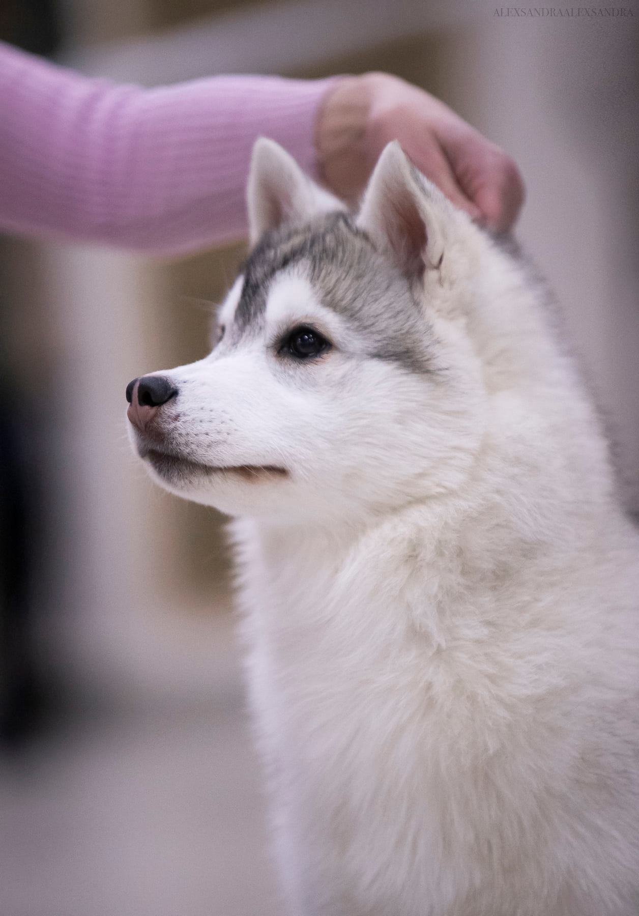 Племенная книга питомника Ice Fantasy. Купить щенка Вельш-корги-кардиган в семейном питомнике — Ice Fantasy