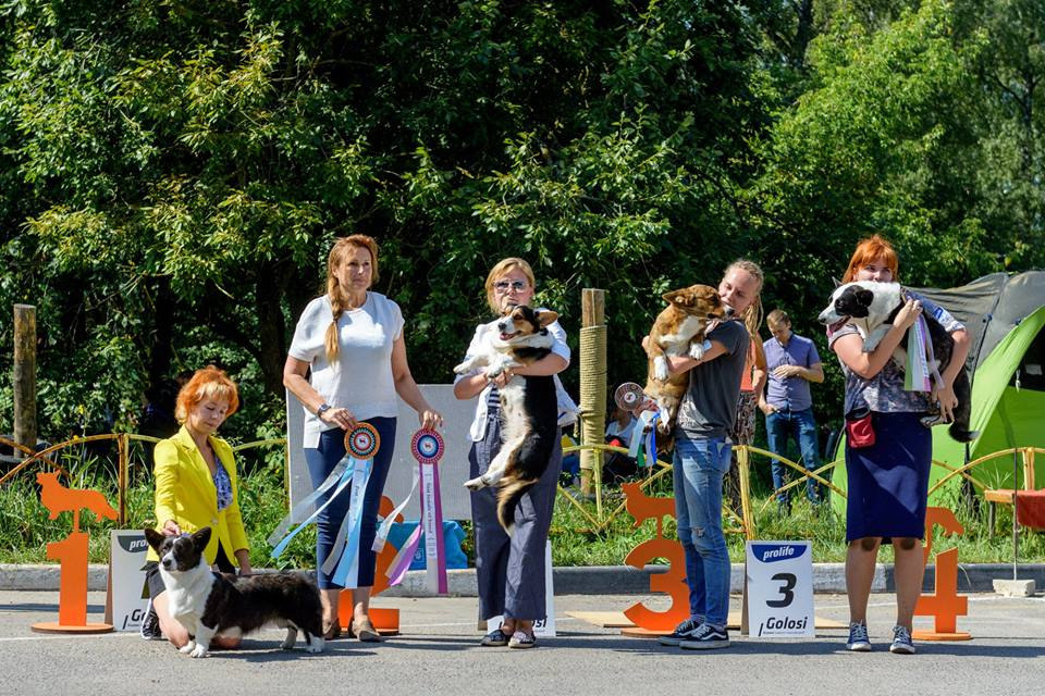 Галерея фотографий питомника Ice Fantasy. Купить щенка Вельш-корги-кардиган в семейном питомнике — Ice Fantasy