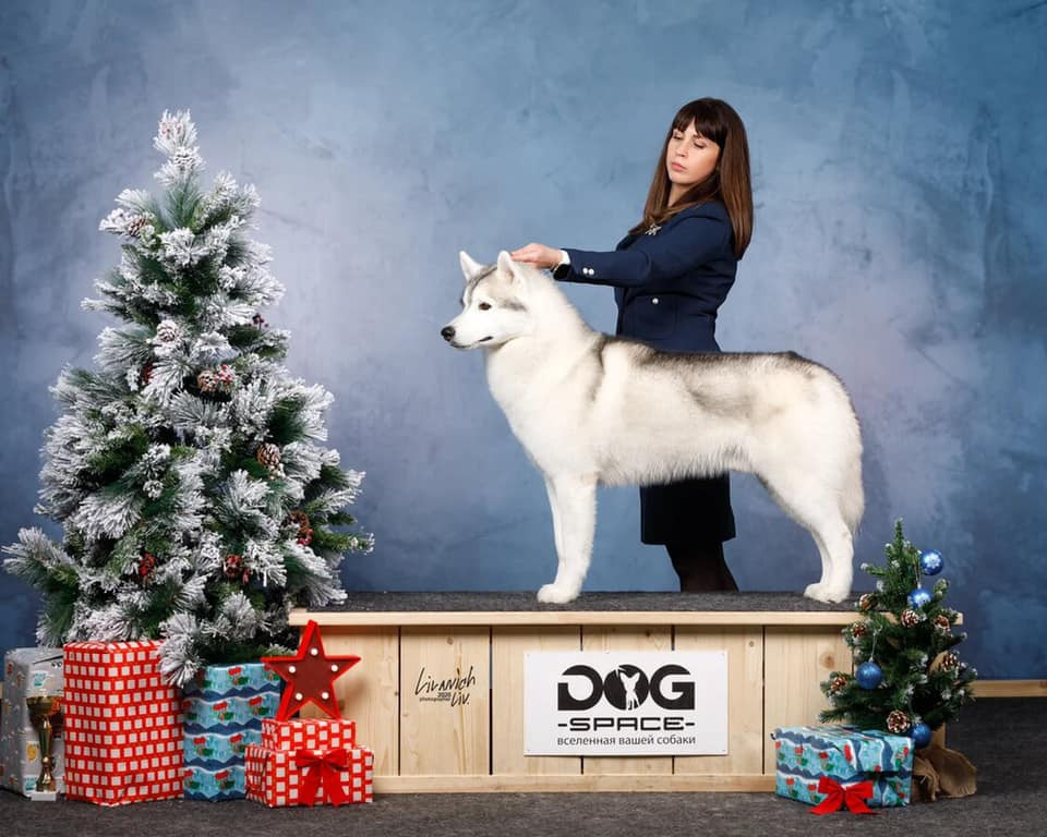 Племенная книга питомника Ice Fantasy. Купить щенка Вельш-корги-кардиган в семейном питомнике — Ice Fantasy