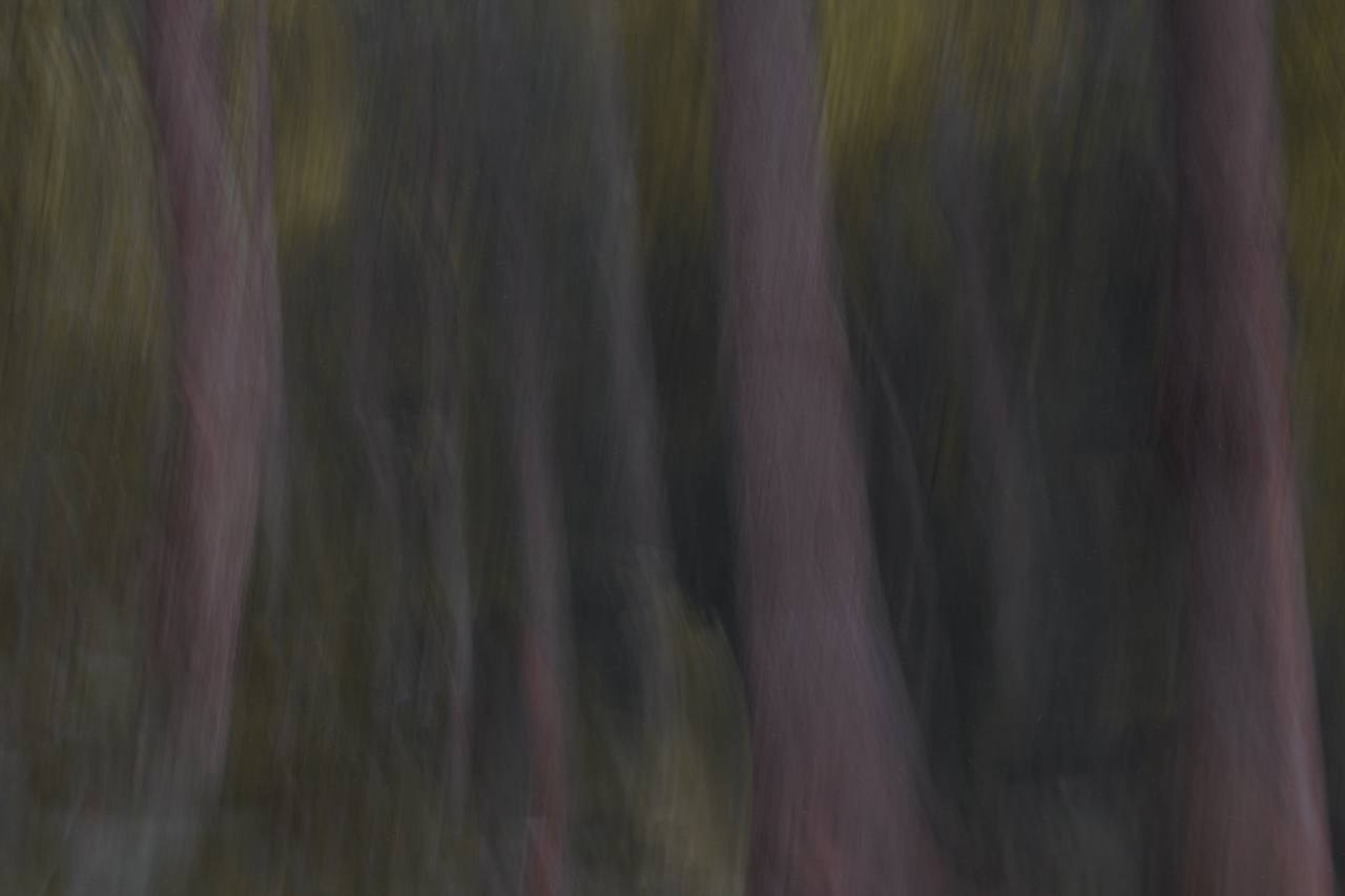 FOREST. Alyona Rubanova — Visual artist