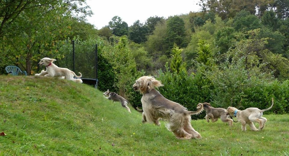 LYCORIS DREAMS BLUE DIAMOND «Evian». Профессиональный питомник левреток РКФ/FCI ASTI SAPPHIRE 💎 Сочи|Санкт-Петербург