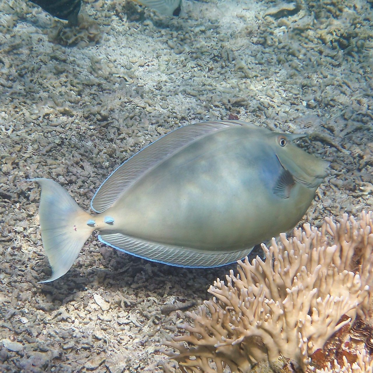 Мне посмотреть. Рыбов показываю