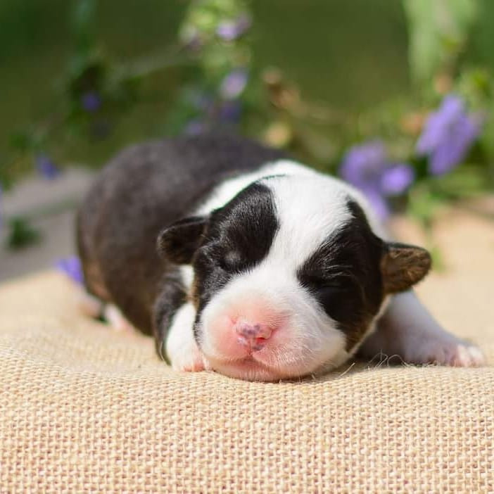 Племенная книга питомника Ice Fantasy. Купить щенка Вельш-корги-кардиган в семейном питомнике — Ice Fantasy