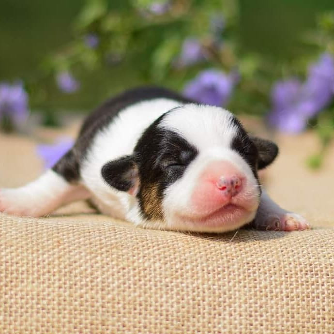 Племенная книга питомника Ice Fantasy. Купить щенка Вельш-корги-кардиган в семейном питомнике — Ice Fantasy