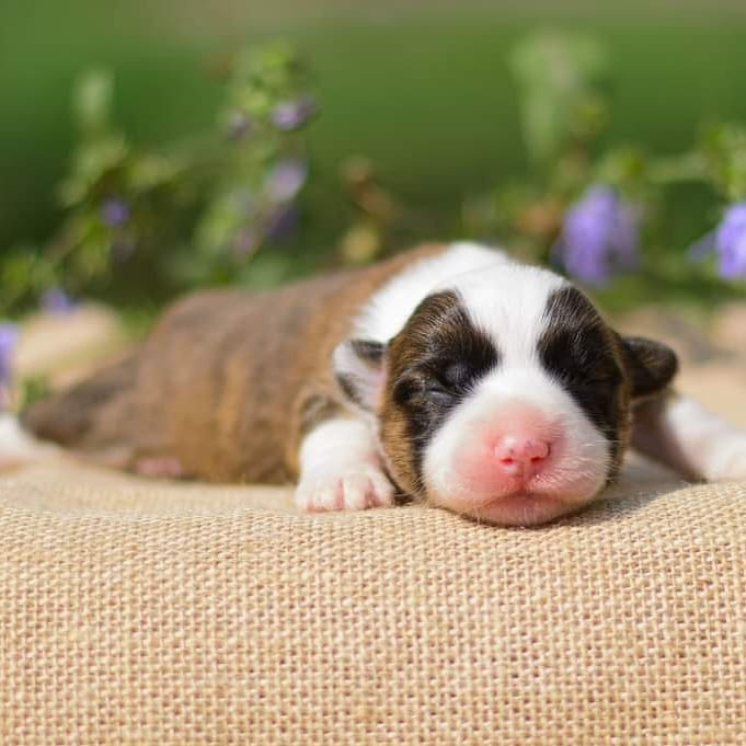 Племенная книга питомника Ice Fantasy. Купить щенка Вельш-корги-кардиган в семейном питомнике — Ice Fantasy