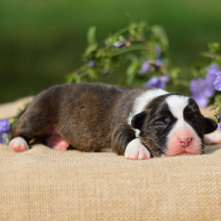 Племенная книга питомника Ice Fantasy. Купить щенка Вельш-корги-кардиган в семейном питомнике — Ice Fantasy