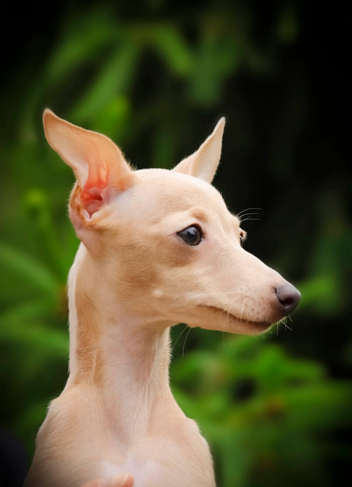 Кремовая Лекси. Professional Italian Greyhound Kennel RKF/FCI ASTI SAPPHIRE 💎 Sochi|St. Petersburg