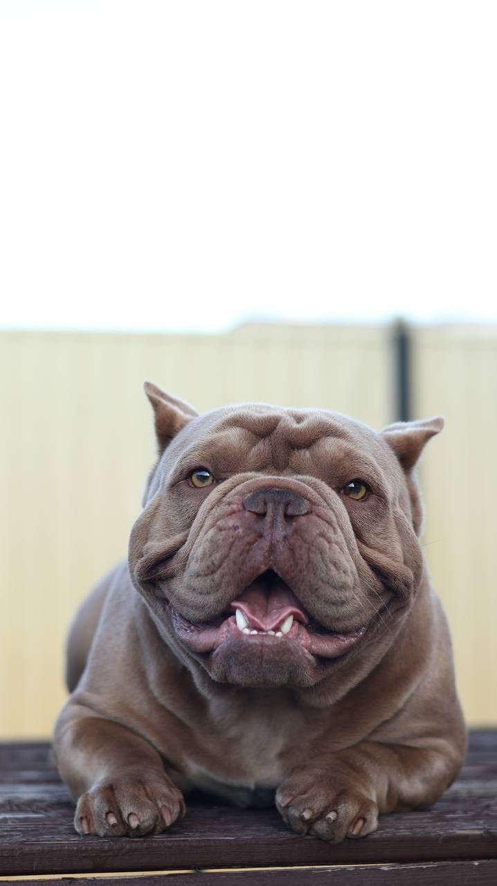 Познакомьтесь с Американским Булли в Иркутске. Питомник собак Иркутск