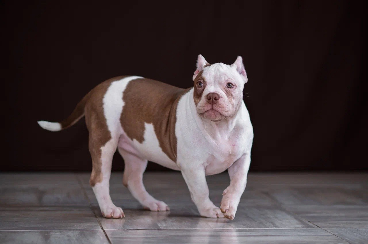 Свободные щенки Американский Булли в Иркутске. Питомник собак Иркутск