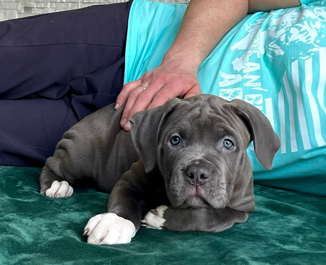 Детские. Американские булли XL в г. Калининград. Питомник Great Bully UNIVERSE