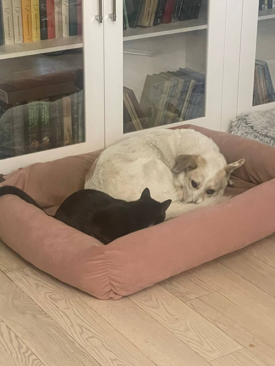 Уже дома. Забери домой друга