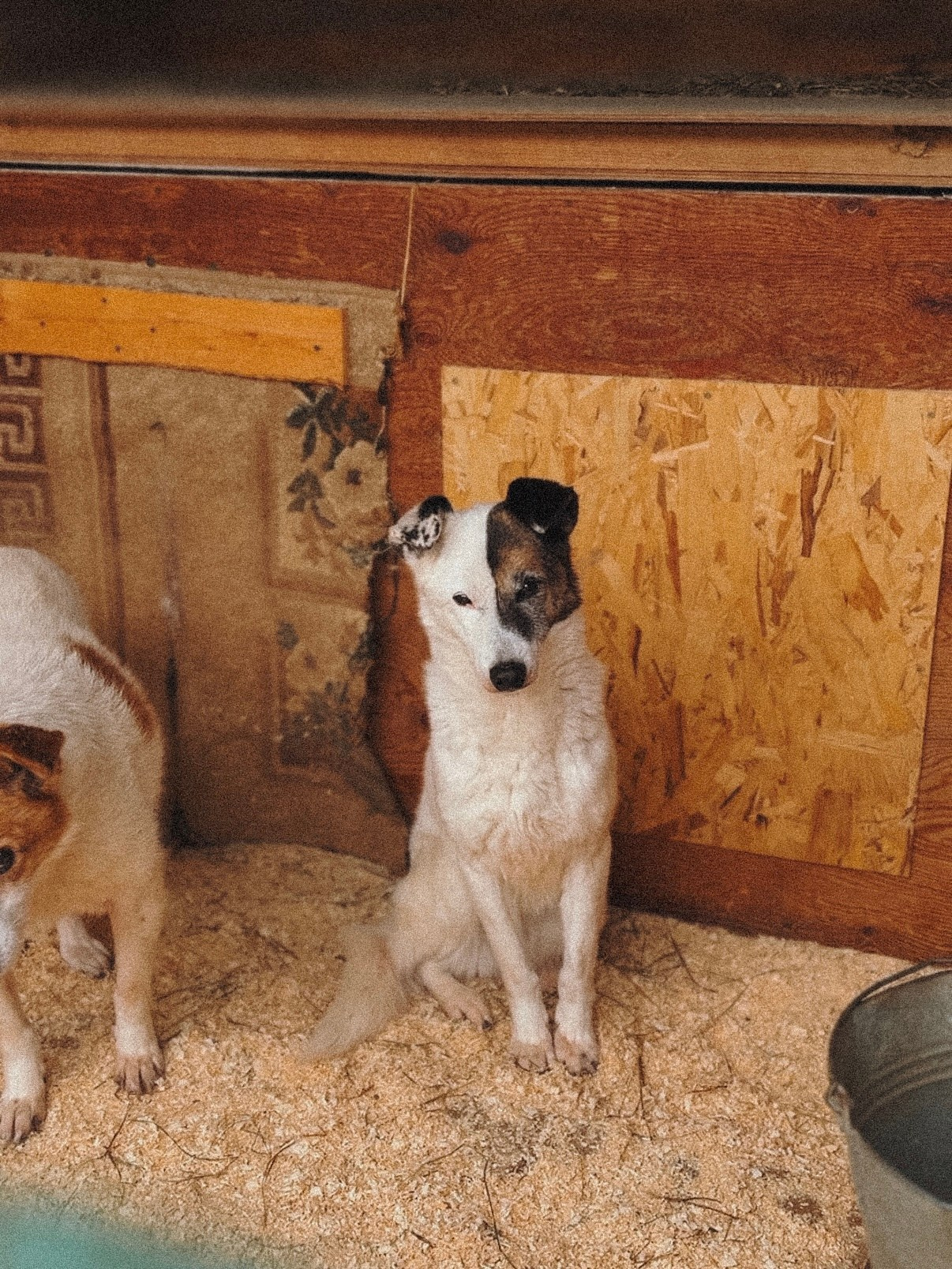 Ищут дом. Забери домой друга