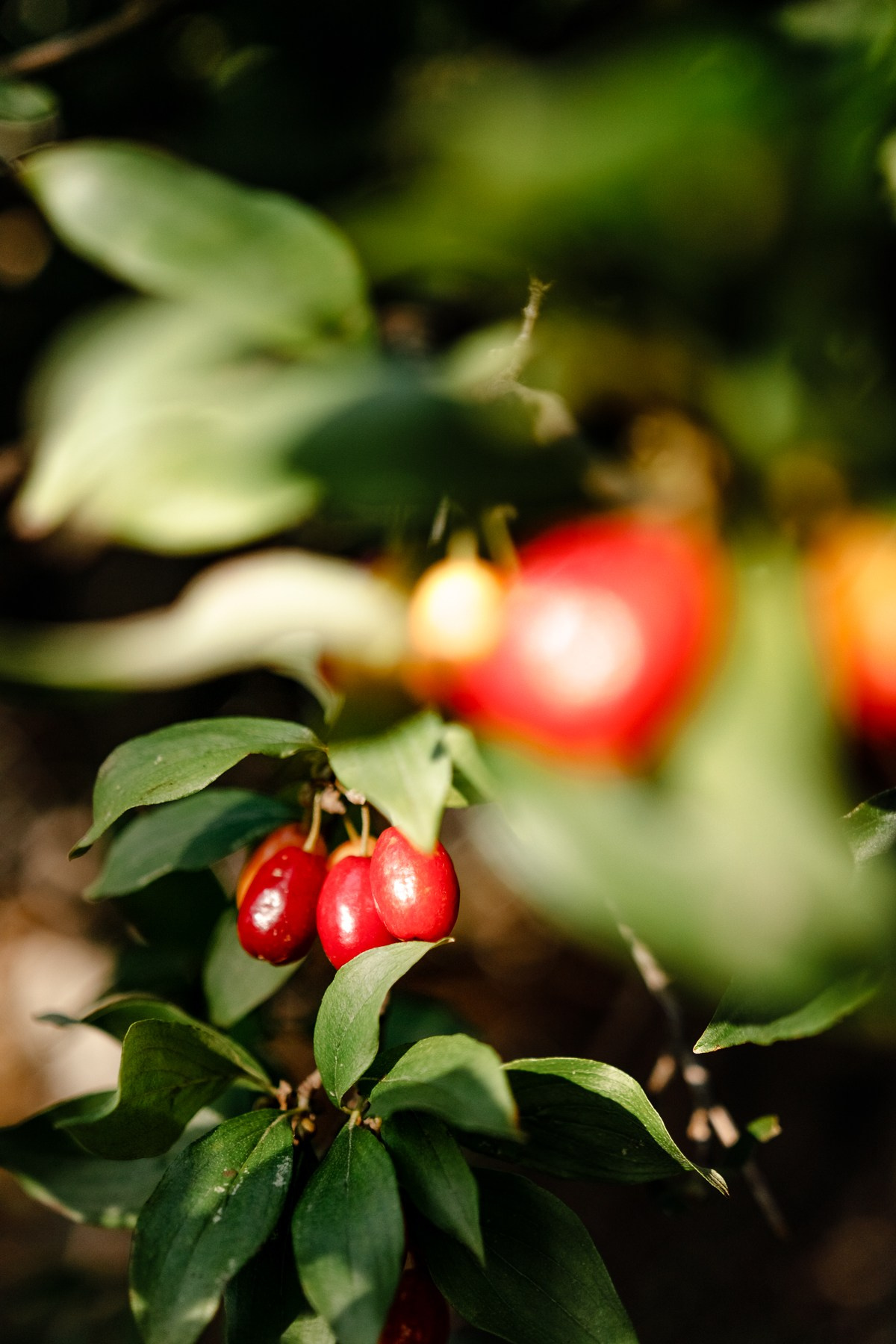 Женя, Вера, Ваня и Ниночка — летние зарисовки. Семейный фотограф Новороссийск, Анапа, Геленджик — Юлия Давыдова
