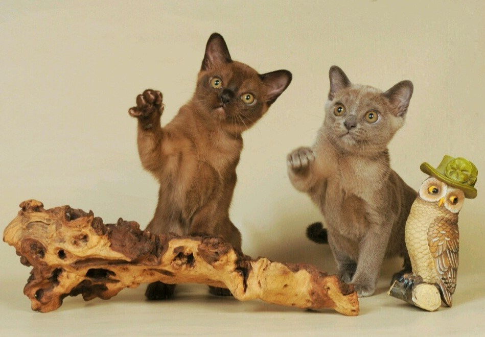 Котёнок американской бурмы. Las Burmas — питомник американской бурмы традиционных линий