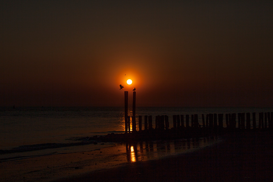 Atmospheric landscapes, horses, butterfies. Alexander Kozhukhov