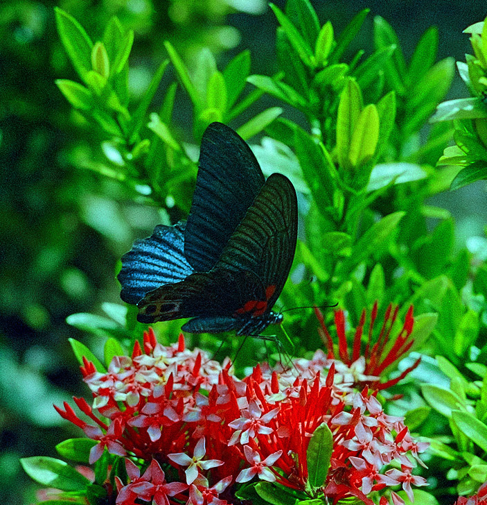 Atmospheric landscapes, horses, butterfies. Alexander Kozhukhov