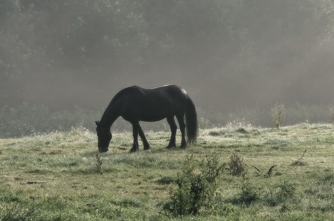 лошади, horses, Pferde