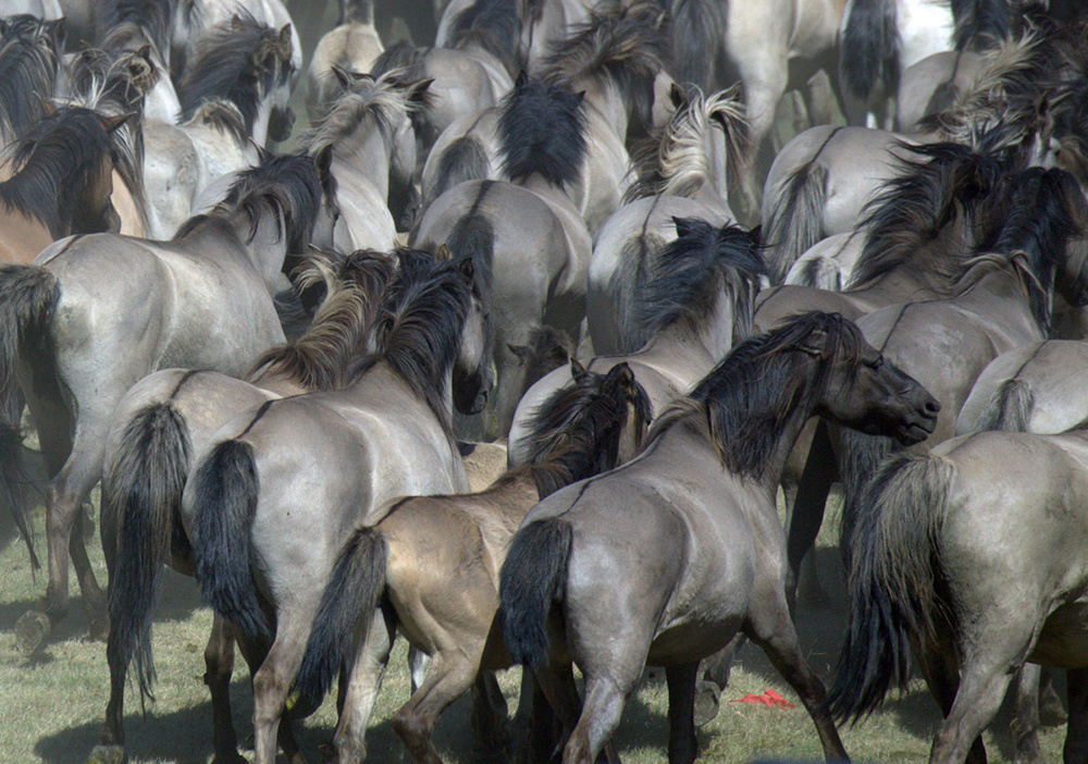 лошади, horses, Pferde