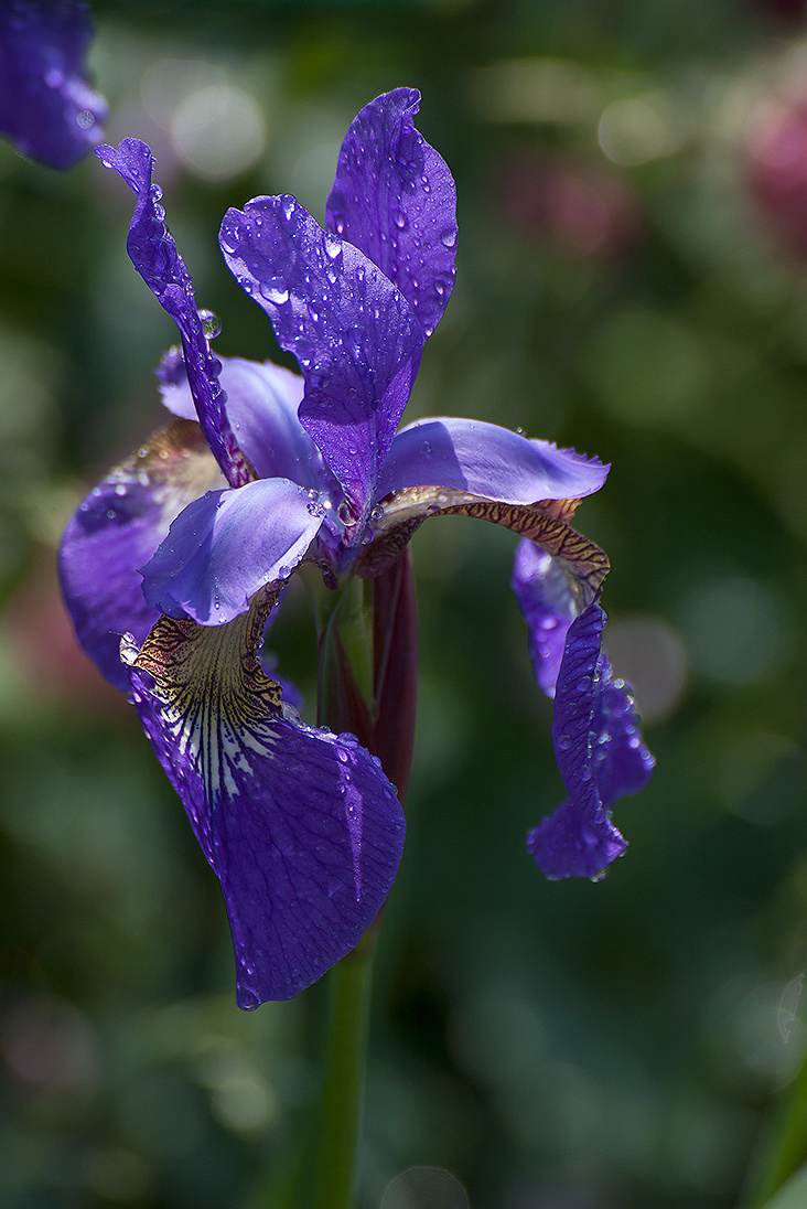 Цветы. Атмосферные пейзажи, лошади, бабочки, Александр Кожухов
