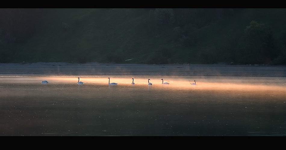 Животные. Атмосферные пейзажи, лошади, бабочки, Александр Кожухов