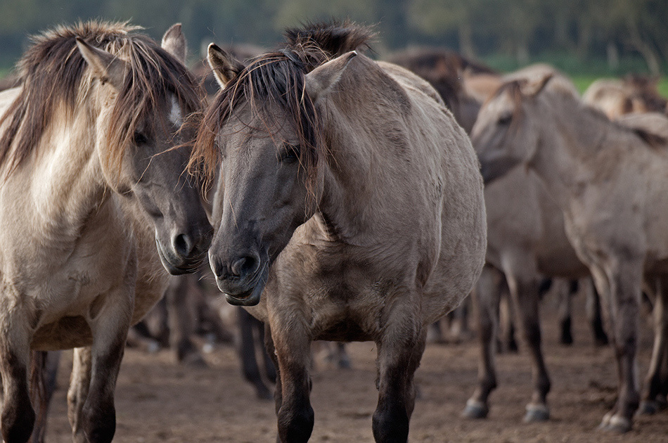 лошади, horses, Pferde