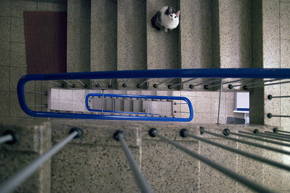 Животные. Атмосферные пейзажи, лошади, бабочки, Александр Кожухов