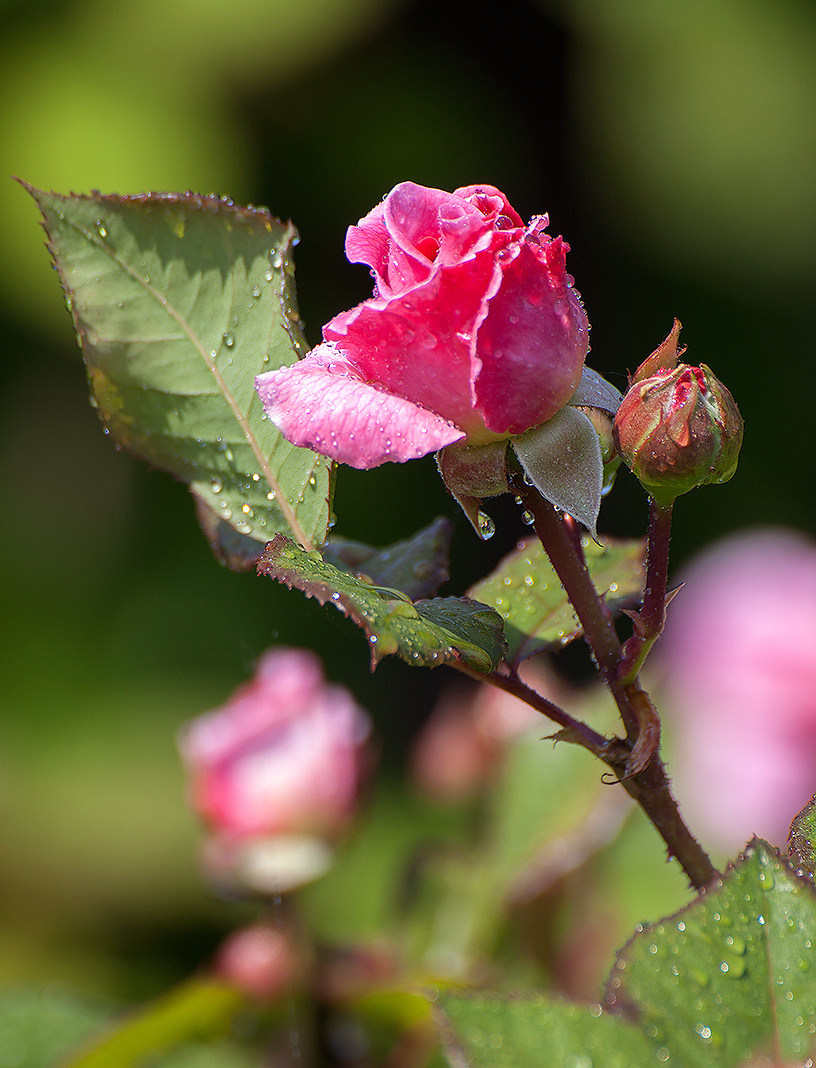 Цветы. Атмосферные пейзажи, лошади, бабочки, Александр Кожухов