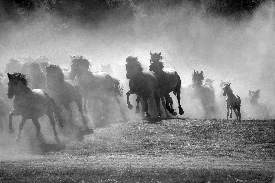 лошади, horses, Pferde