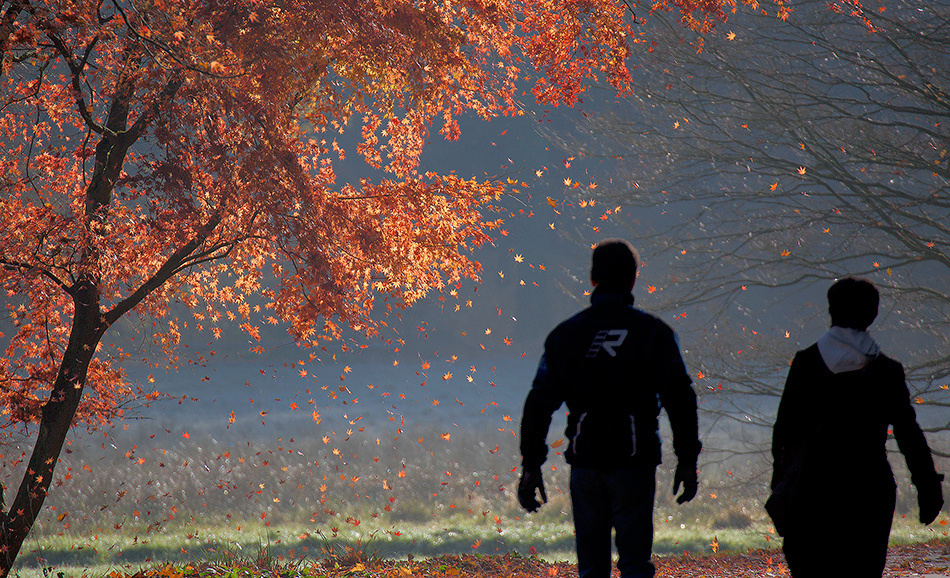 landscape, Landschaft, пейзаж, Германия, Germany, Deutschland, NRW, Romberg Park, photo, фото