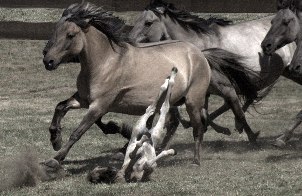 лошади, horses, Pferde
