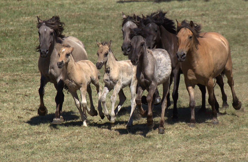 лошади, horses, Pferde