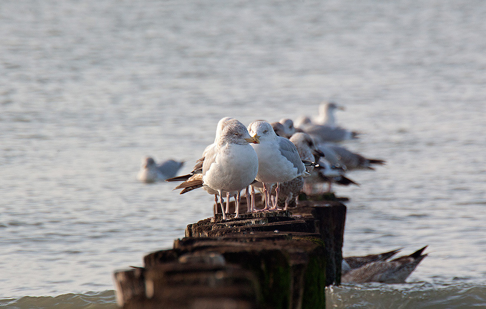 Животные. Атмосферные пейзажи, лошади, бабочки, Александр Кожухов