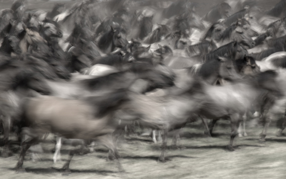 лошади, horses, Pferde