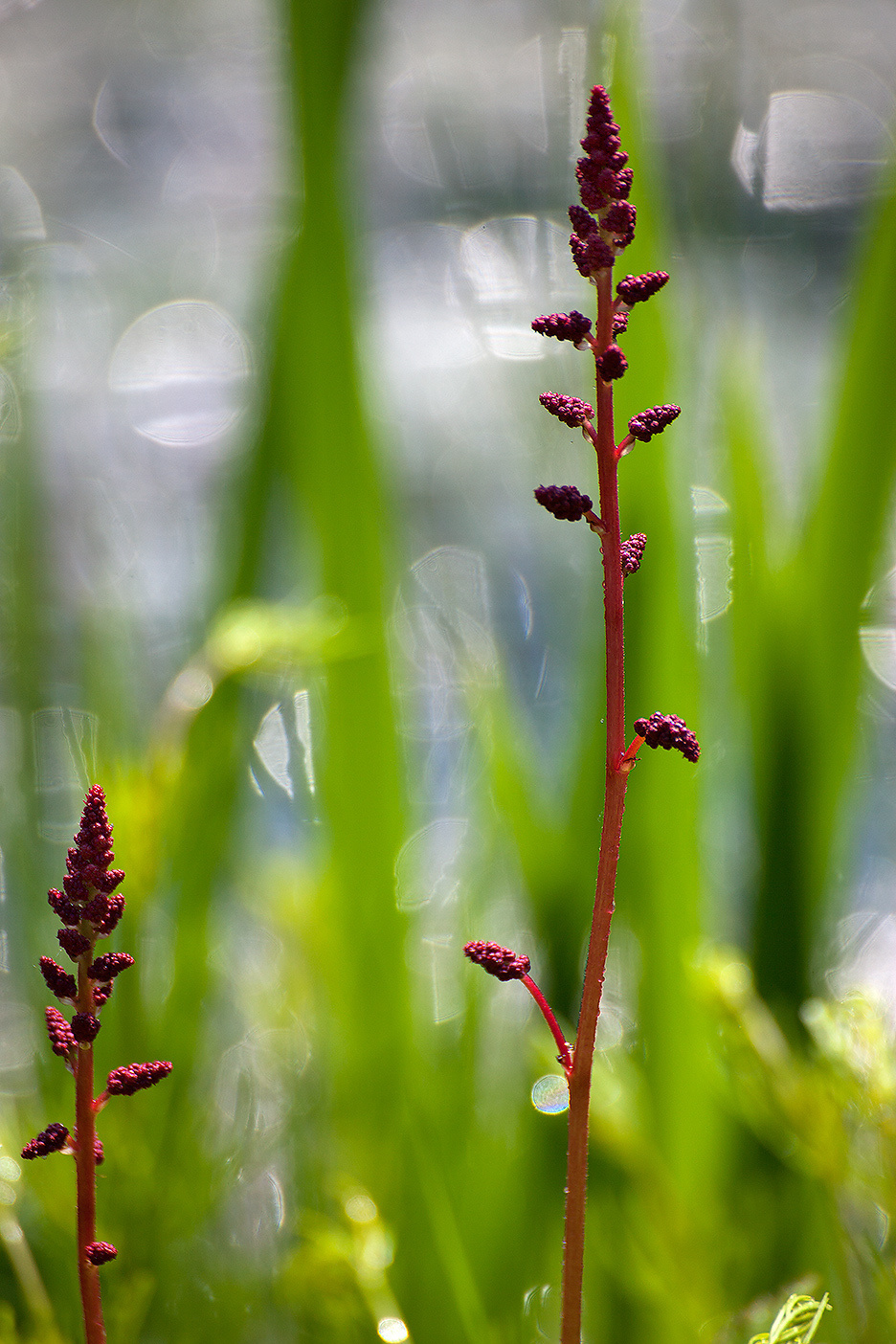 Цветы. Атмосферные пейзажи, лошади, бабочки, Александр Кожухов
