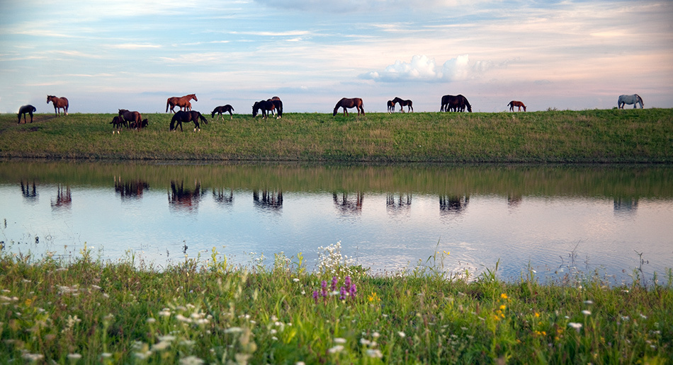 лошади, horses, Pferde