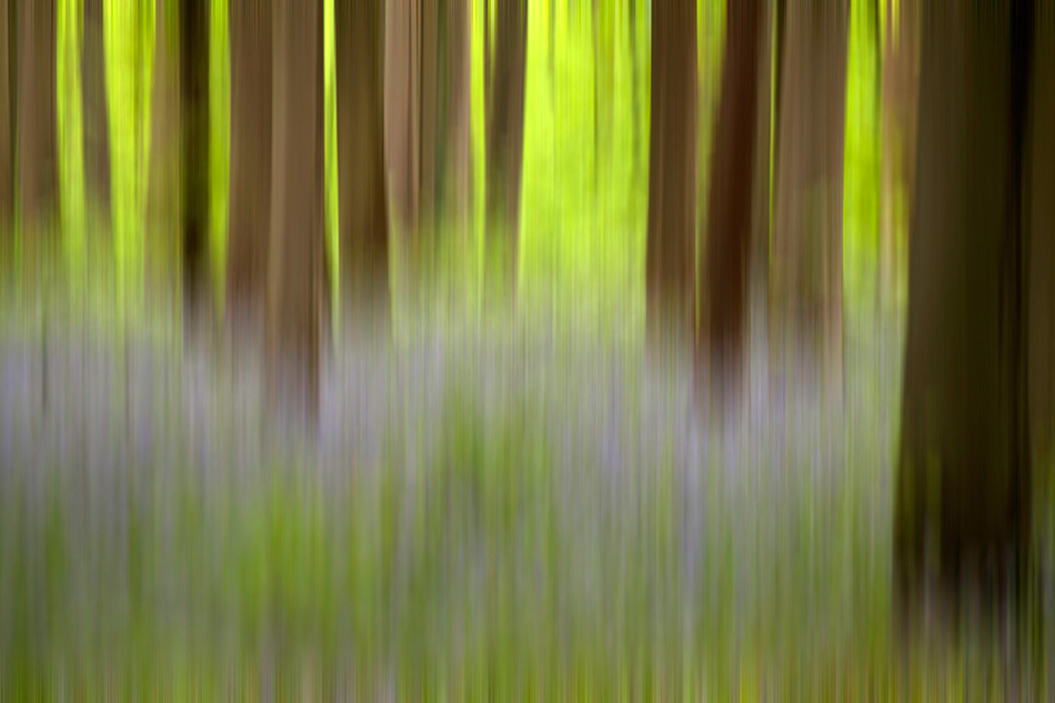 , photo, фото, blue forest, голубой лес