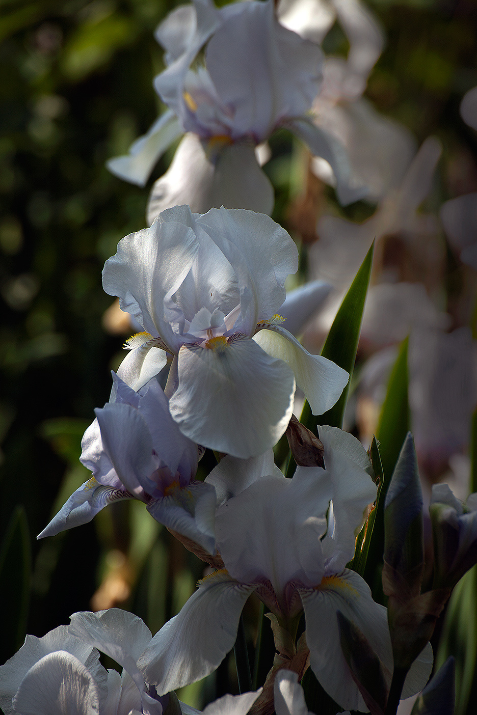 Цветы. Атмосферные пейзажи, лошади, бабочки, Александр Кожухов