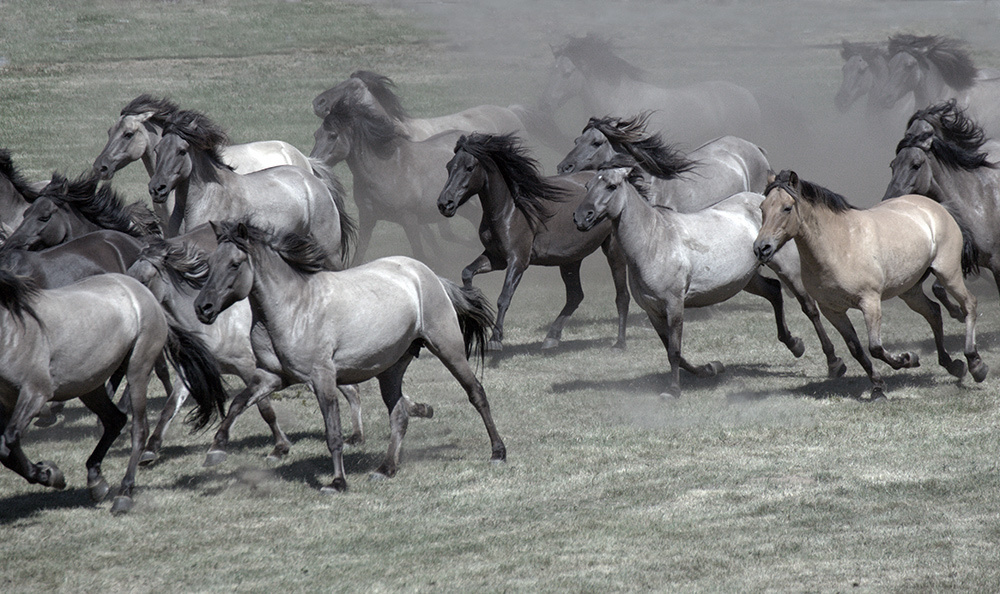 лошади, horses, Pferde