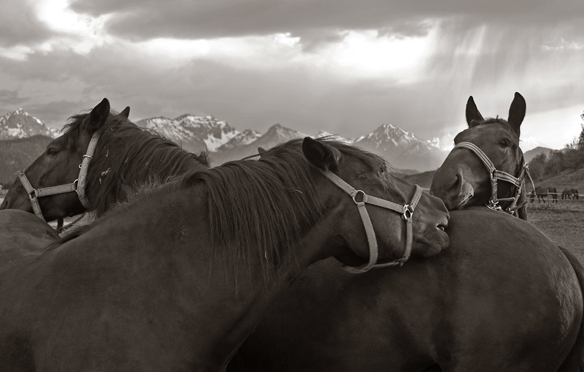 лошади, horses, Pferde