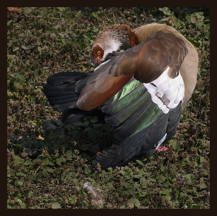 Животные. Атмосферные пейзажи, лошади, бабочки, Александр Кожухов