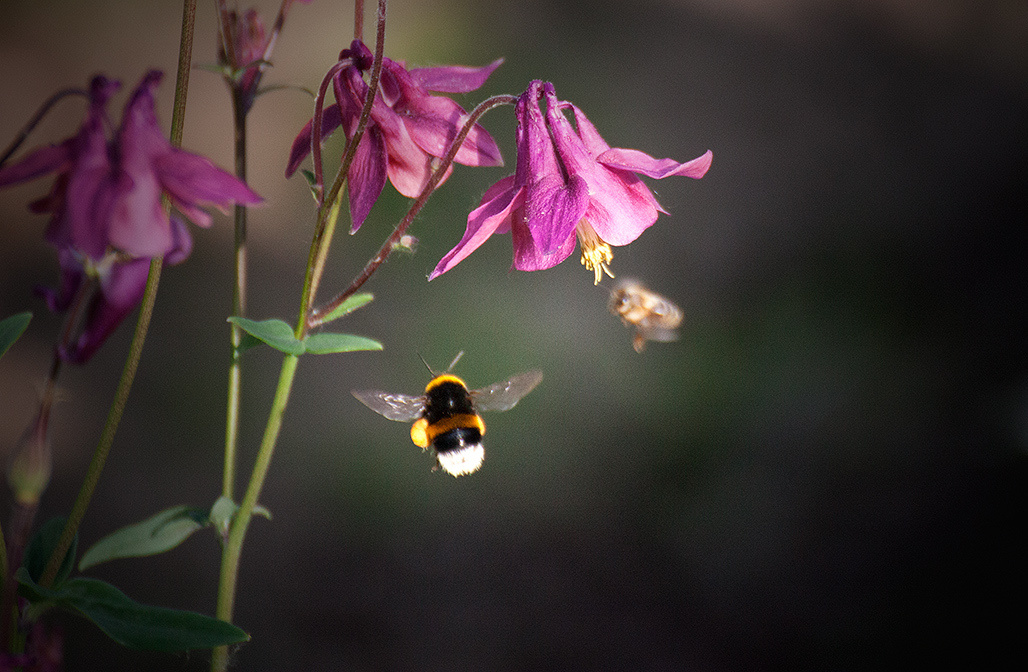 Цветы. Атмосферные пейзажи, лошади, бабочки, Александр Кожухов