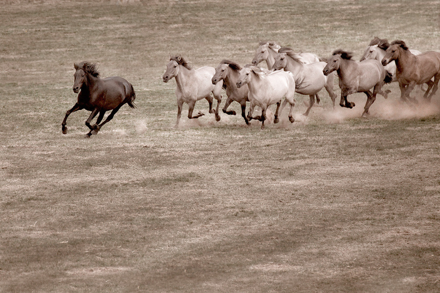 лошади, horses, Pferde