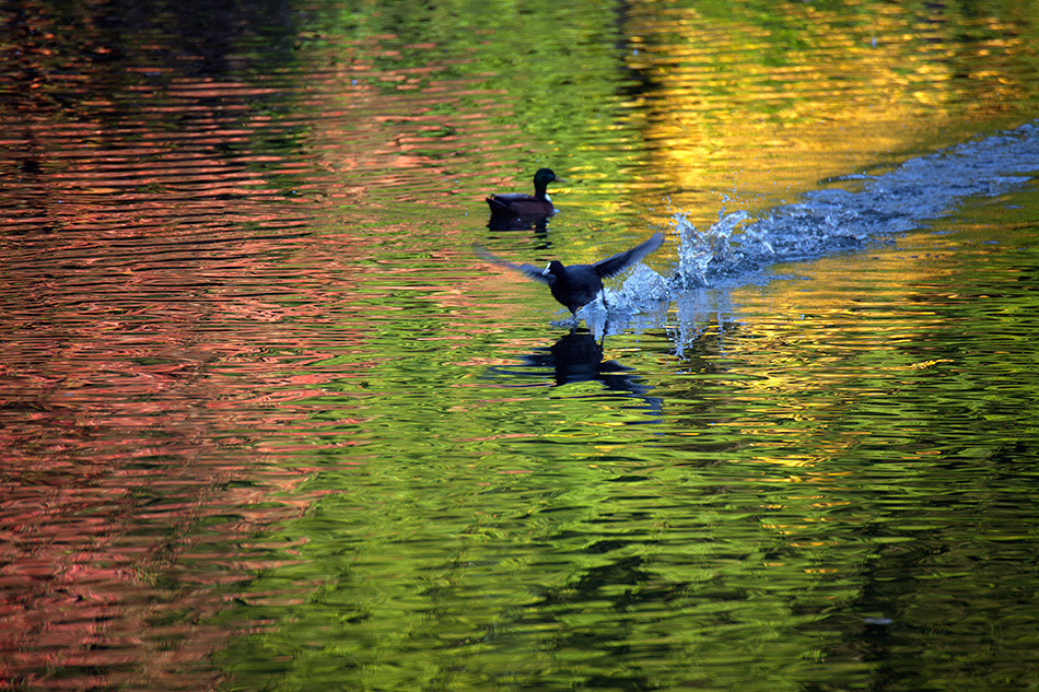 Животные. Атмосферные пейзажи, лошади, бабочки, Александр Кожухов