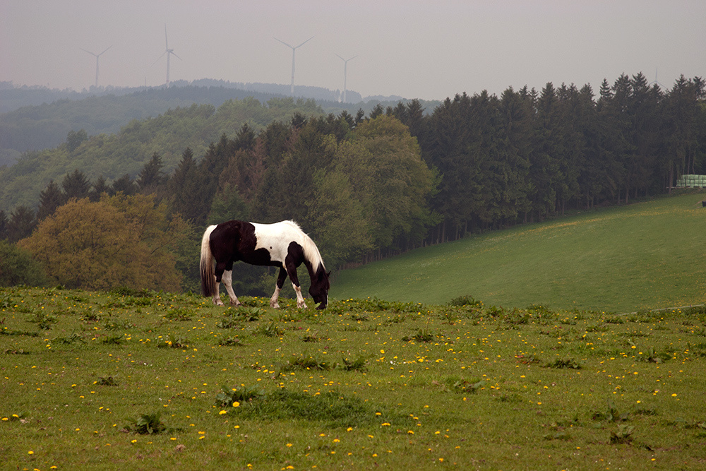 лошади, horses, Pferde
