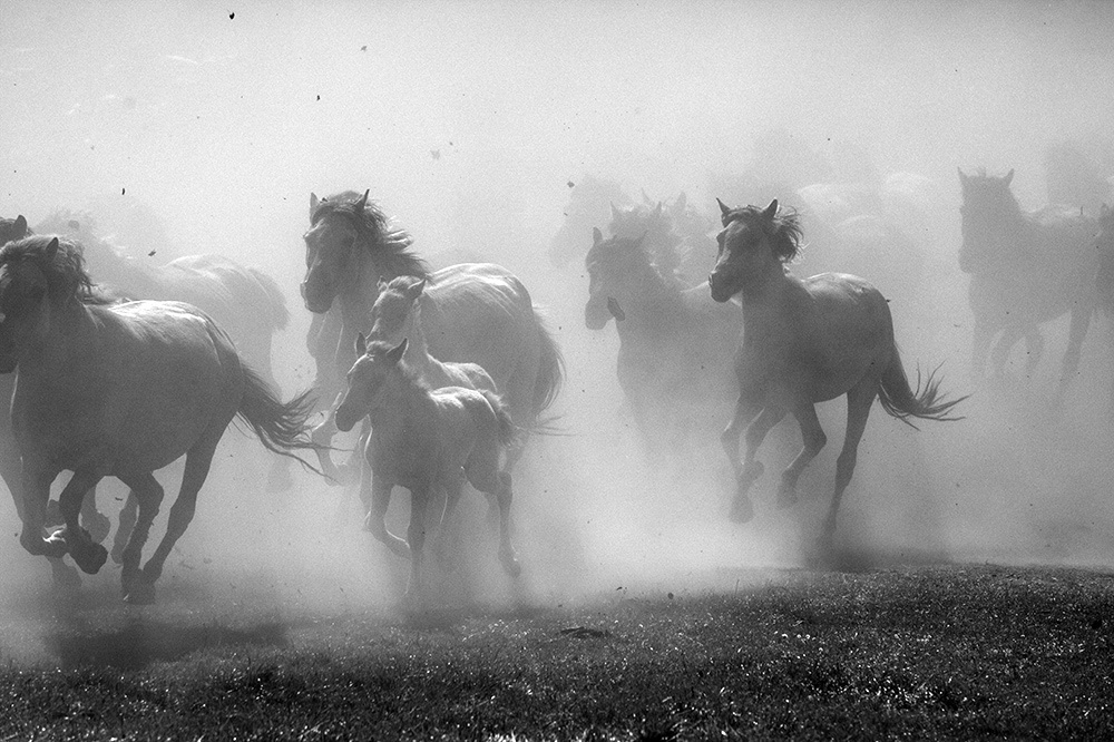 лошади, horses, Pferde