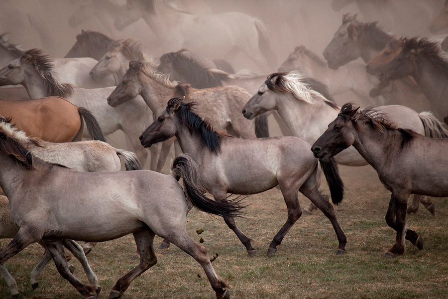 лошади, horses, Pferde